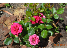 ���� �������