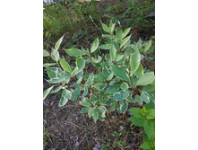 ����� ���������������