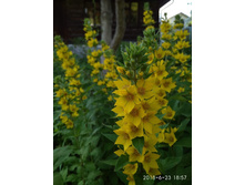 ��������� �������� �� 50 ���.