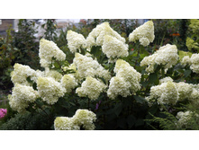 ������ �����