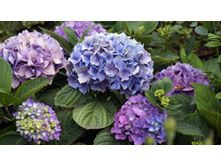 ��������� � � ������