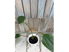 �������� (����������)