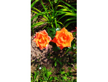 IMG 20190719 101955.jpg