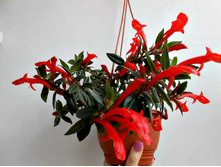 �������� Red Robin (�.�.) - �/� 100 ���.