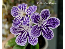 Polka-Dot Purple.JPG