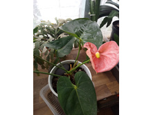 �������� (�������)