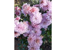 ���������� ��������� �������� �� 80 ���.