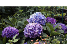 ��������� � � ������