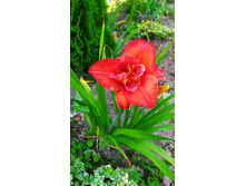 ����� ����