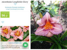 Longfields Glory