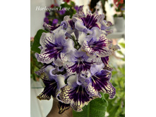 Harlequin Lace...JPG