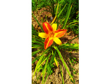 IMG 20190726 122436.jpg