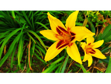 �������� �������