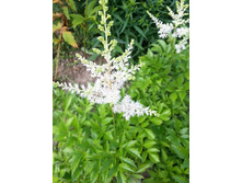 �������� ����� ��100���