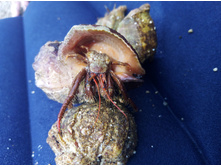 ������, ���������(����� ��������� ���������) �� ���� ��������� �����, �����