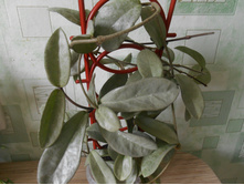 Carnosa "Grey Ghost"