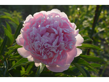 ���� �������,������� ������.