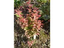 �������� ����������