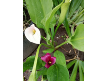 IMG 20190624 105327.jpg