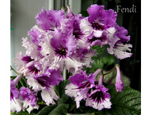 Fendy...JPG