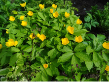 ��������� (�������� ���).jpg