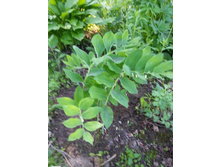 ? ������ �������������� 50 ���.