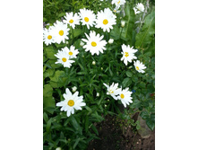 ��������. 40-50 ��� �������� �������