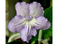 Neil's Lilac.JPG