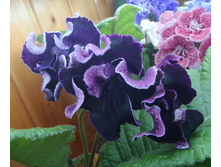 DS-������ ����.jpg