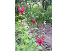 ������� �������� ������� ������� 70 ���.