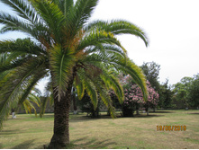 ���� �������