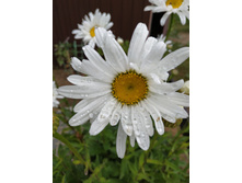 IMG 20190630 104717.jpg