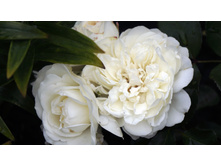 �������������� White Meidiland