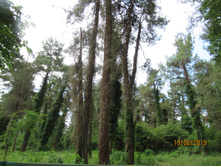 ��� �������