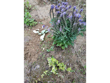 IMG 20190712 191714.jpg