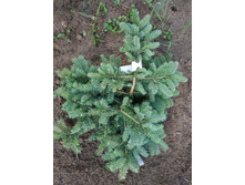 ��� ����