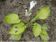 ���������� �������