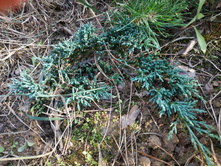 ������������ ��� ��