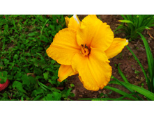 �������� ���������� �������