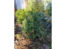 ��� ������