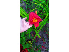 ������ ��