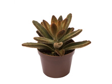 �������� ��������� ( Kalanchoe tomentosa)