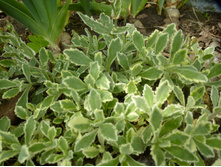 P1090130.JPG ����������� �������������� ������.