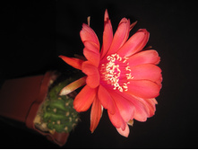 Echinopsis calorubra