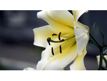 ����� �������