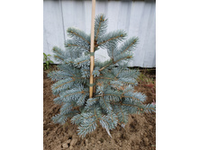 ��� ������� Bealobok