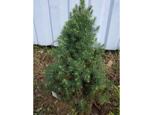 ��� ������