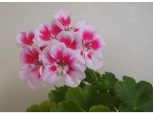 Rose Splash ��.jpg