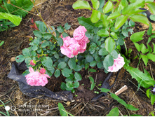 IMG 20190630 175952.jpg