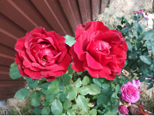 IMG 20190721 095938.jpg